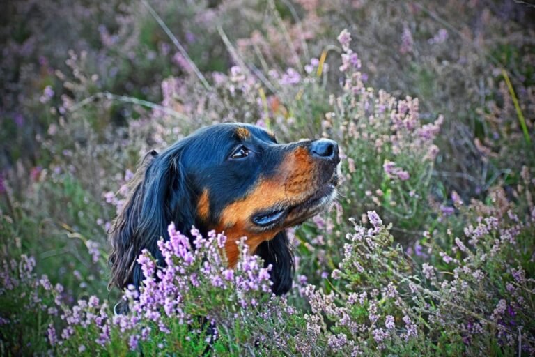 Understanding Canine Emotions: A Dive into Jaak Panksepp’s Work and the CDD Method