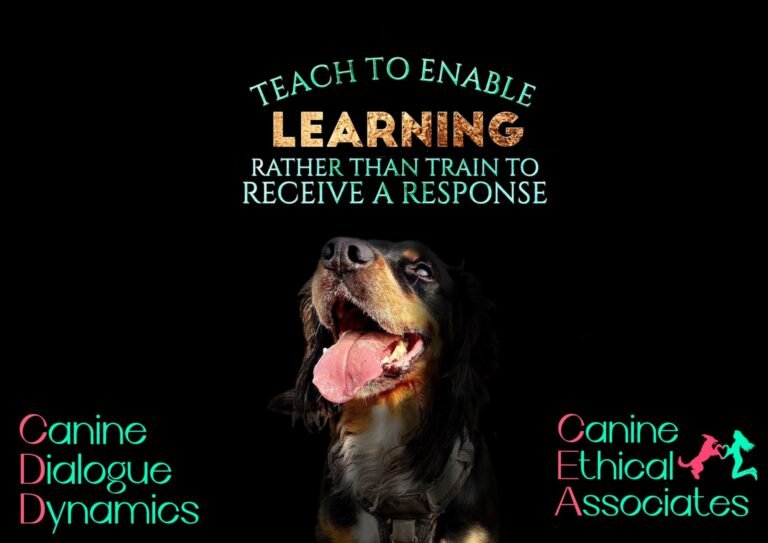 Are You Ready To Re-think Dog Training? Discover New Perspectives Today.