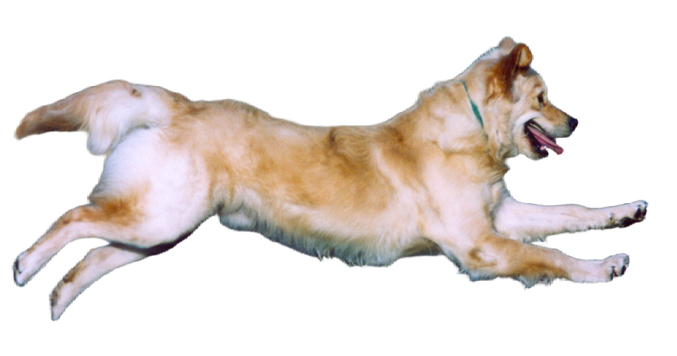 The CDD Method - canine-dialogue-dynamics.com