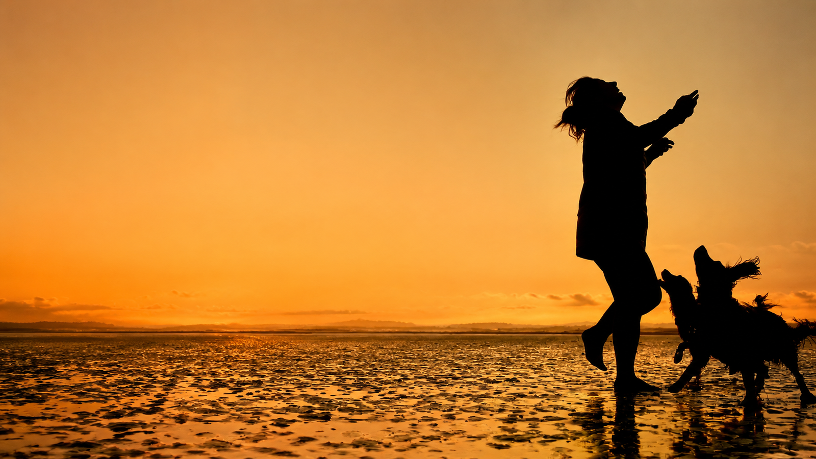 Sunset beach silhouettes of person with dogs